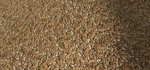 Woodchip Texture v1.0