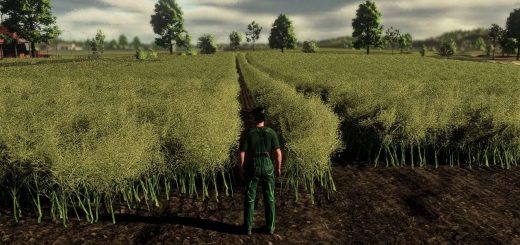 Realistic Canola Growth Cycle in Europe v1.0