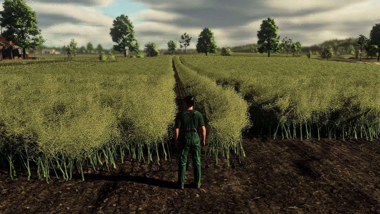 Realistic Canola Growth Cycle in Europe v1.0