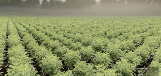 Okra and Edamame v1.0