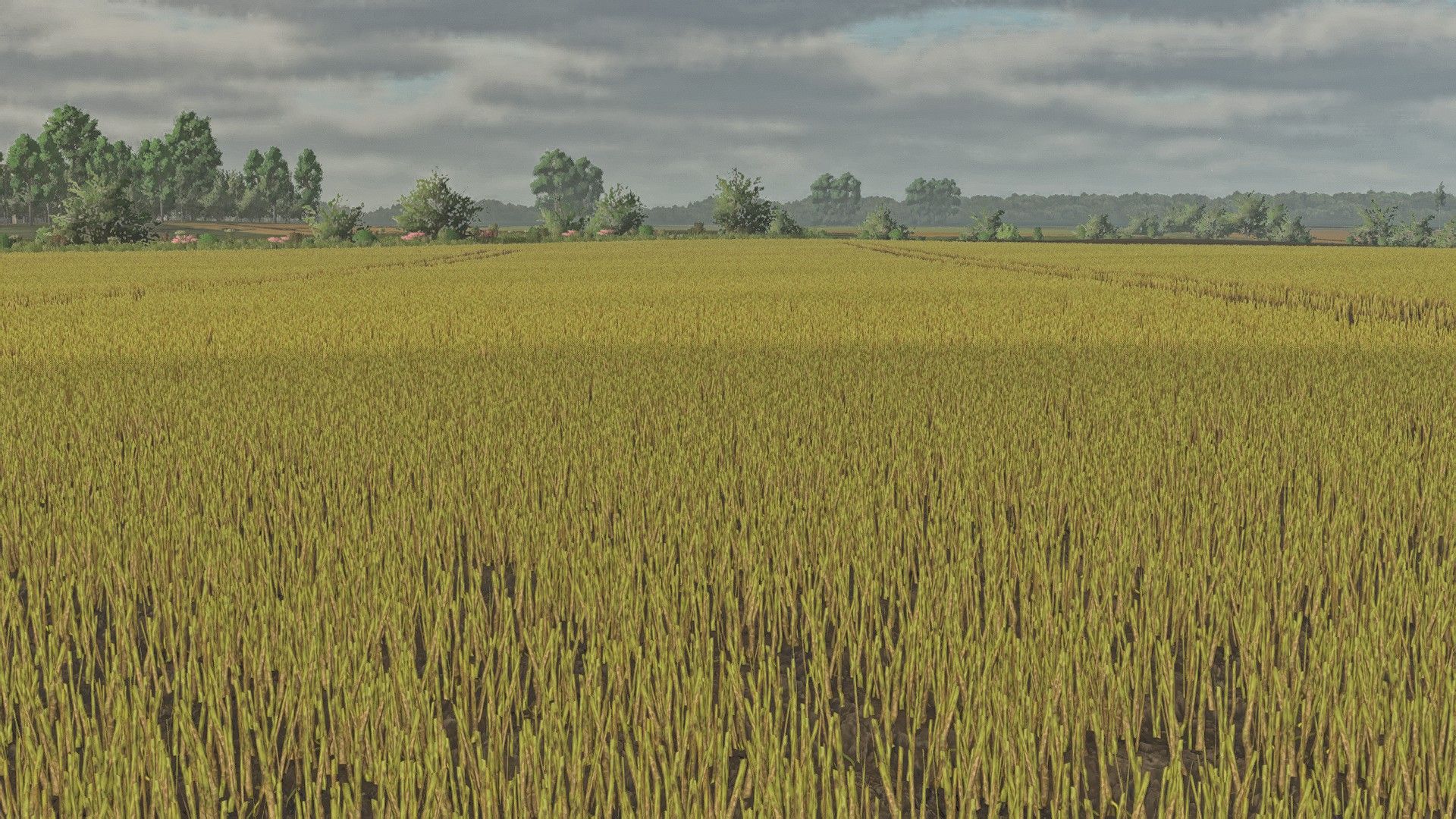 Canola foliages textures v1.0