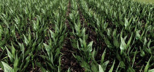 Maize Texture v1.0