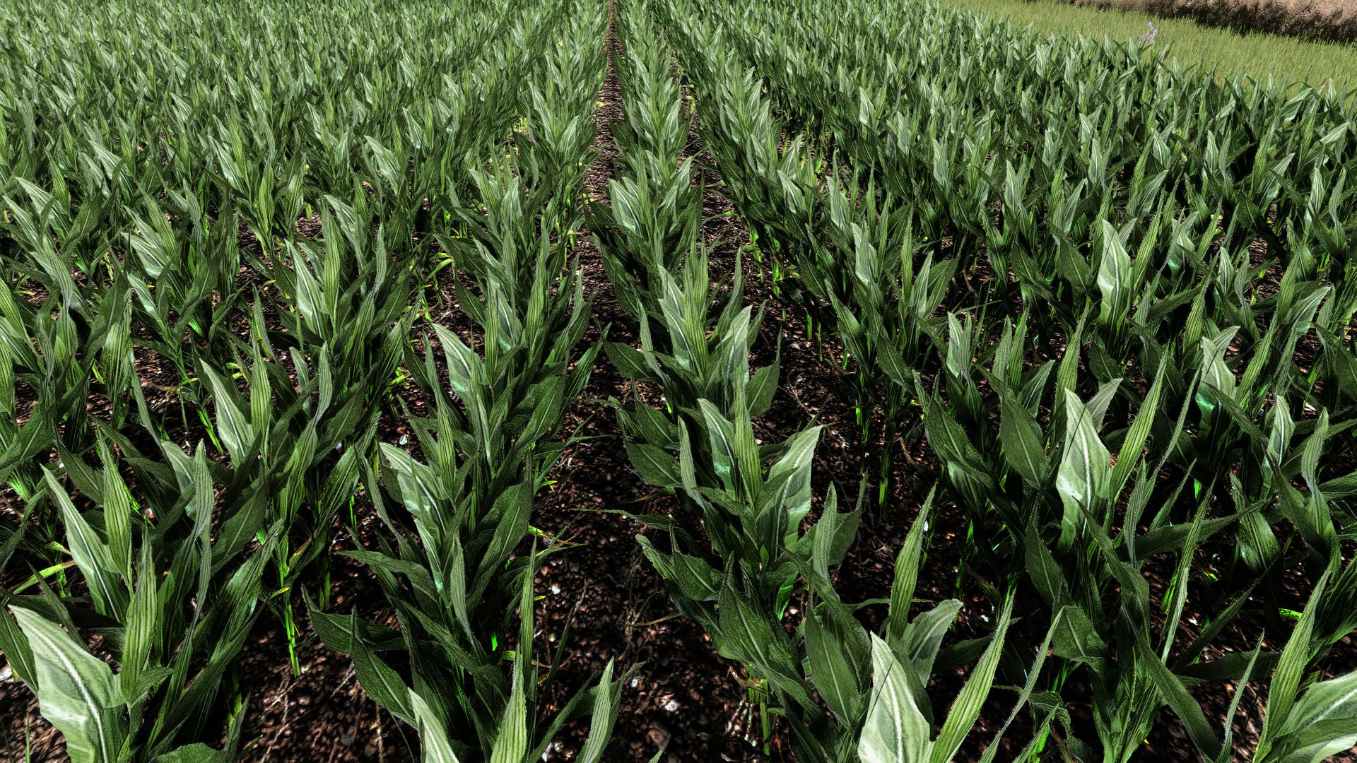 Maize Texture v1.0