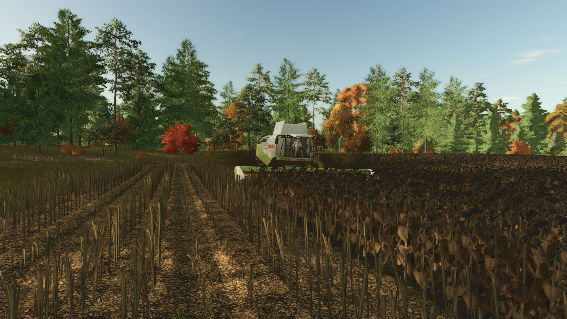 High-resolution texture of cut sunflower V1.0